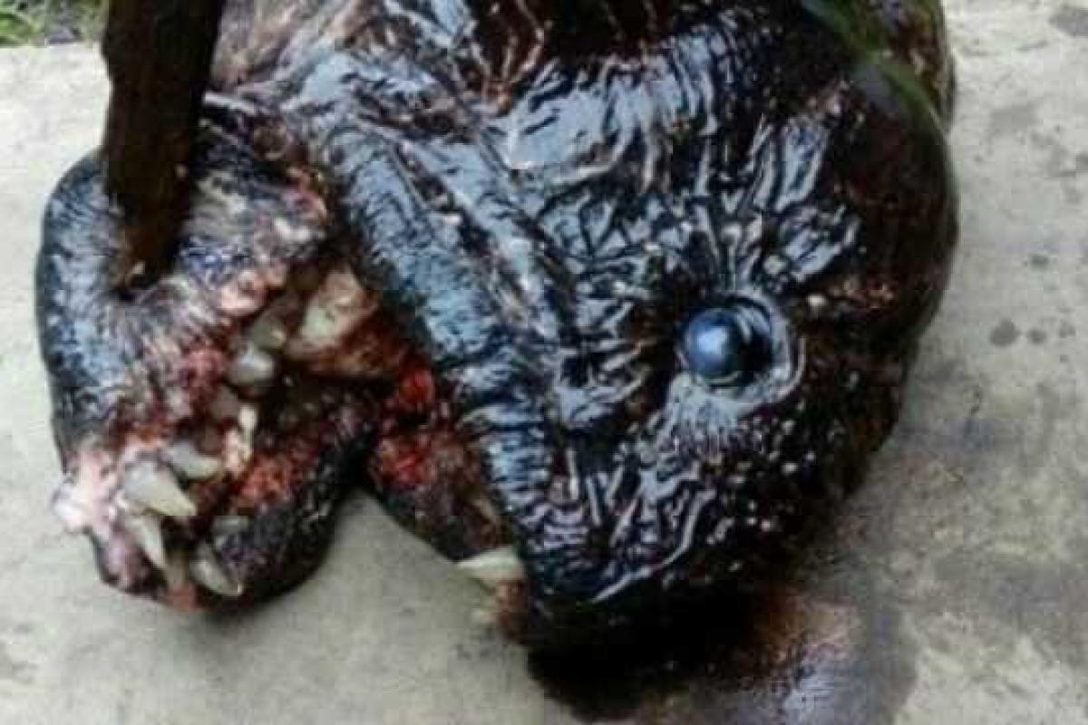 Неизвестную рыбу-мутанта поймали в России Неизвестную рыбу-мутанта поймали в России