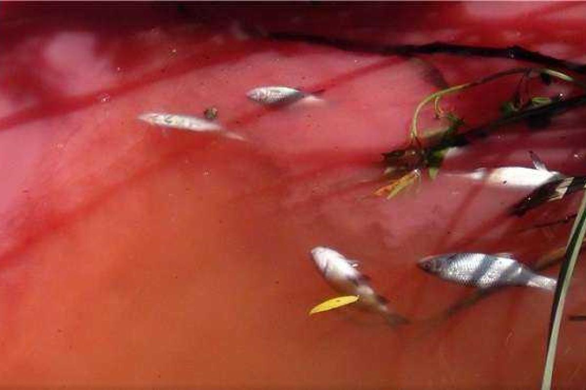 На Киевщине экологическая катастрофа: река окрасилась в "кровавый" цвет На Киевщине экологическая катастрофа: река окрасилась в "кровавый" цвет