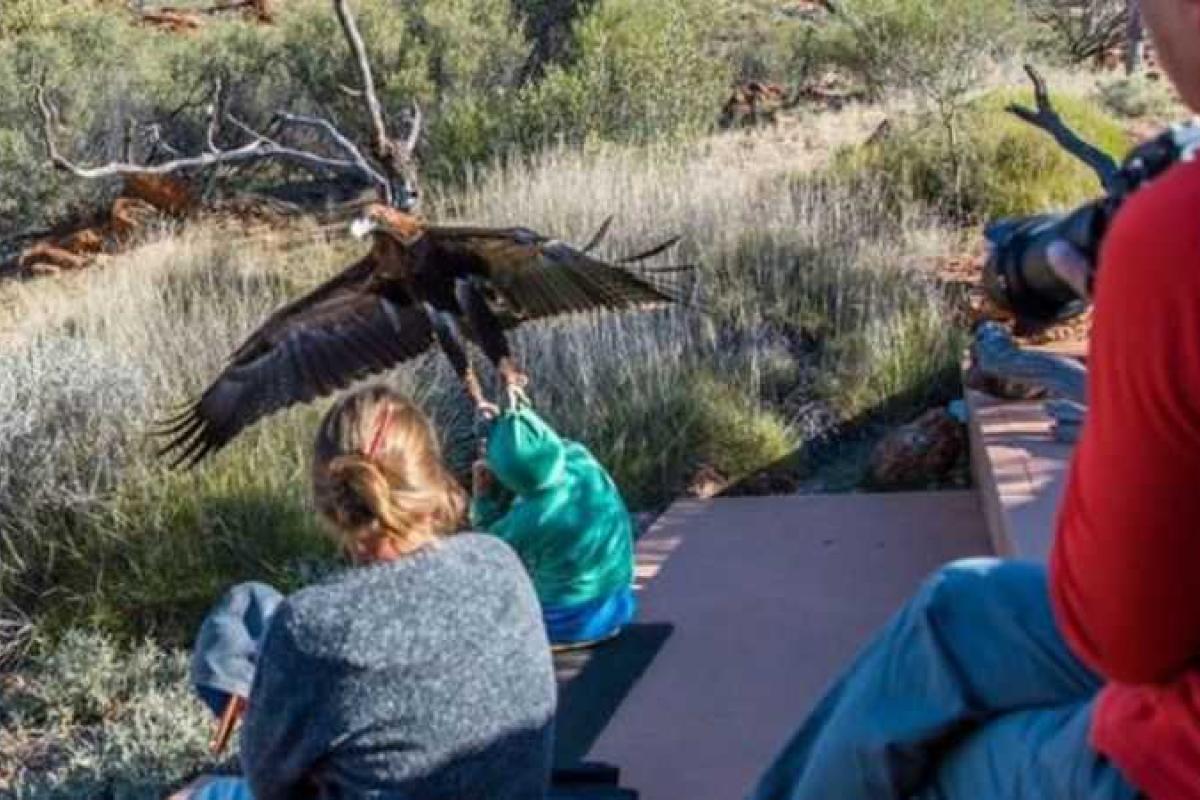 В Австралии во время шоу орел чуть не утащил маленького ребенка В Австралии во время шоу орел чуть не утащил маленького ребенка