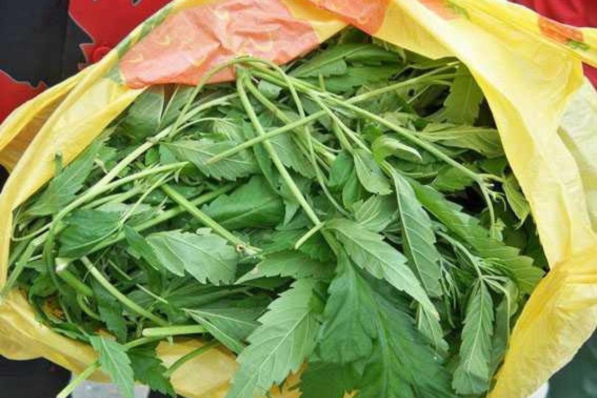 В Донецкой области правоохранители за июнь обнаружили более 80 тысяч наркосодержащих растений В Донецкой области правоохранители за июнь обнаружили более 80 тысяч наркосодержащих растений