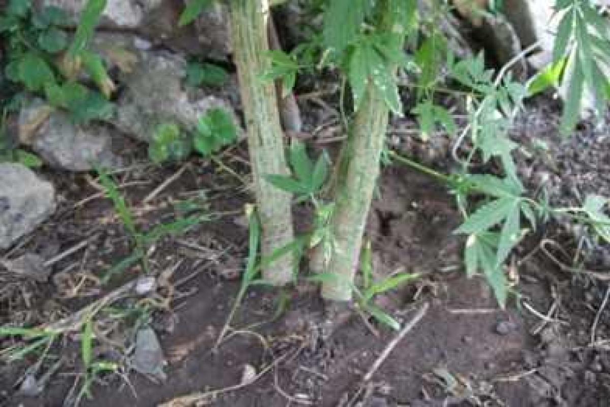 В центре Мариуполя мужчина выращивал кусты конопли для лечения суставов