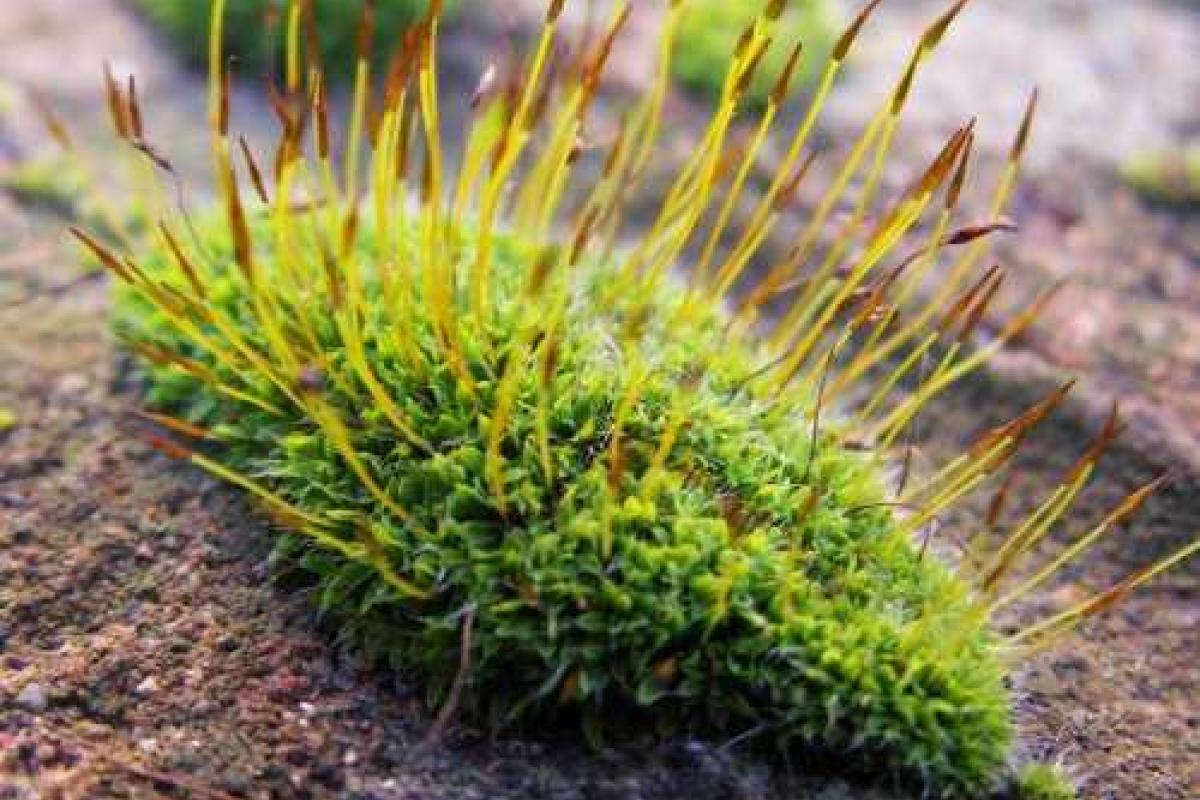 Ученые: Кислород на Земле возник благодаря мхам Ученые: Кислород на Земле возник благодаря мхам