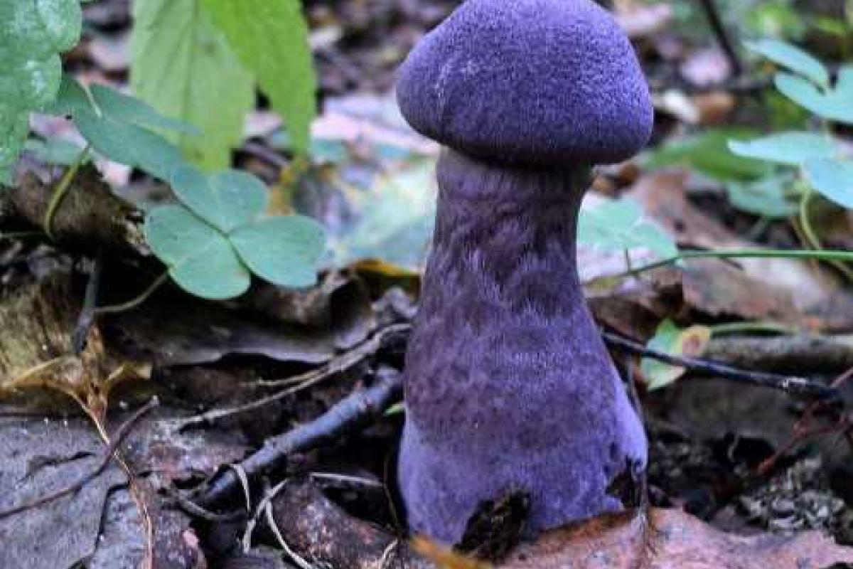 В Подмосковье выросли редкие фиолетовые грибы В Подмосковье выросли редкие фиолетовые грибы