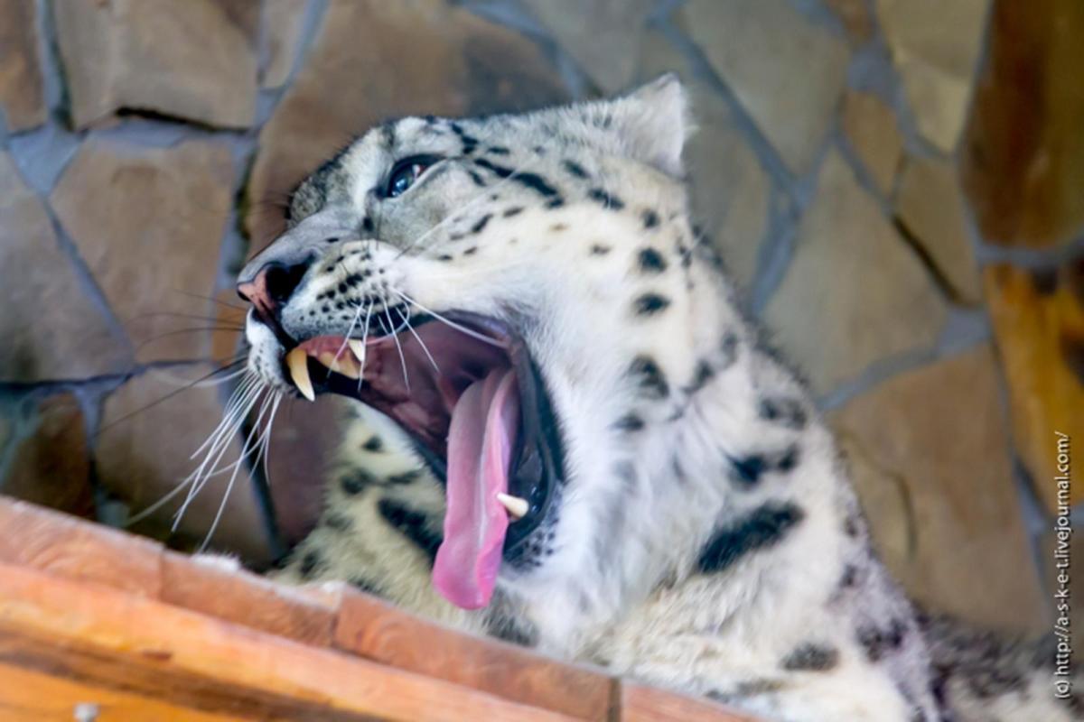 В Николаевском зоопарке посетители отравили пуму и снежного барса