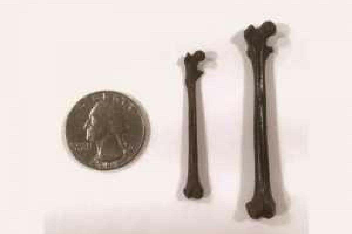 Индийским палеонтологам удалось обнаружить самого древнего предка человека