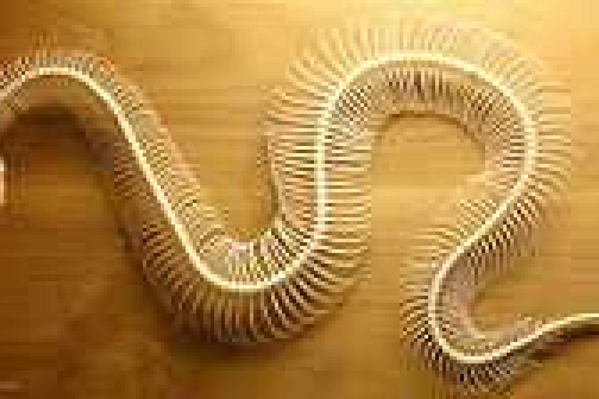 Жителей московской многоэтажки напугала редкая полутораметровая змея Жителей московской многоэтажки напугала редкая полутораметровая змея