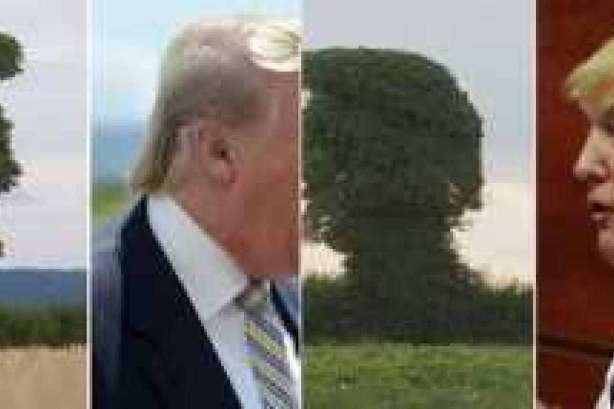 В Британии найдено дерево, которое выглядит как Дональд Трамп В Британии найдено дерево, которое выглядит как Дональд Трамп