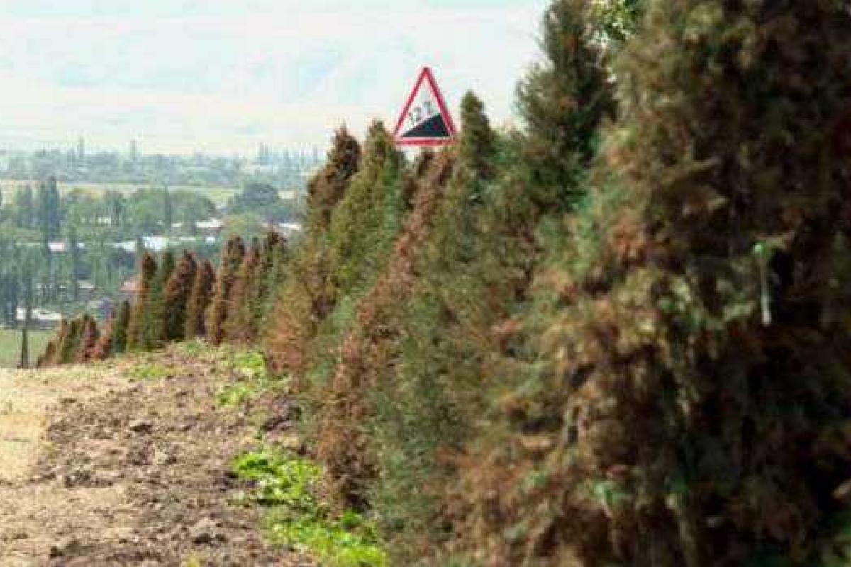 В Кыргызстане перед саммитом СНГ покрасили елки в зеленый цвет В Кыргызстане перед саммитом СНГ покрасили елки в зеленый цвет