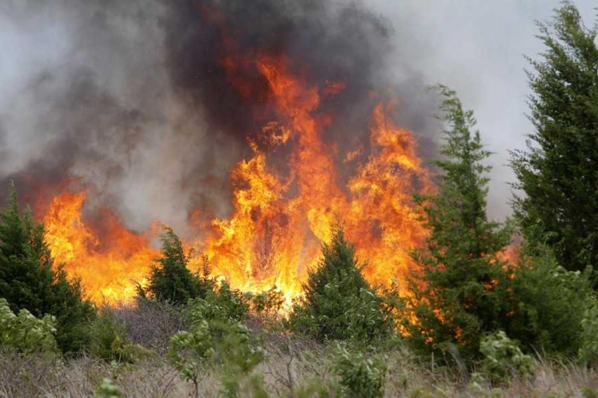 В Португалии из-за лесных пожаров погибли люди В Португалии из-за лесных пожаров погибли люди