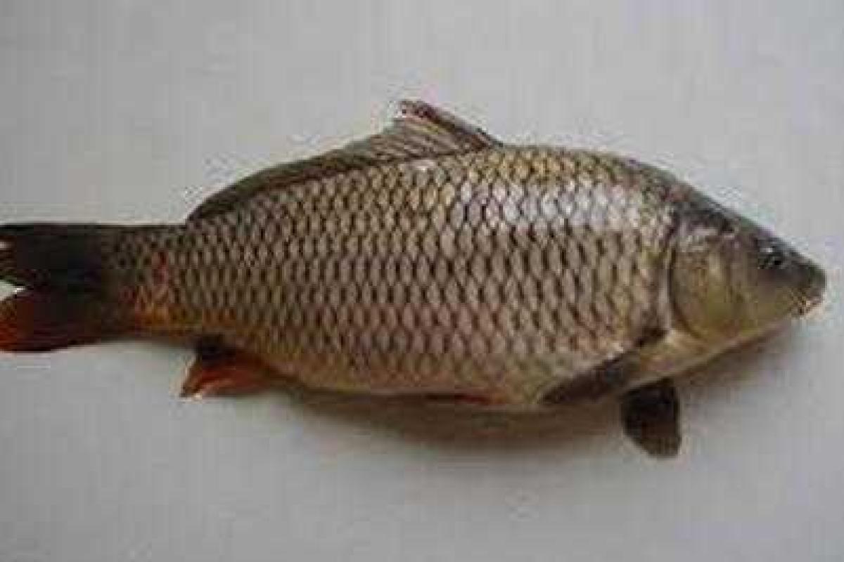 Соцсети взорвал анекдот о реалиях "ДНР"