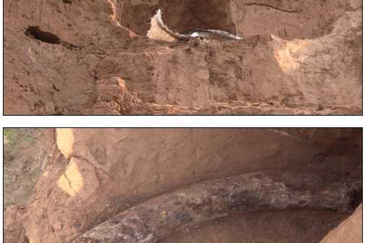 На Донетчине впервые за несколько десятилетий нашли останки мамонта 