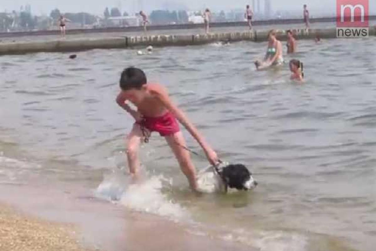 Пёс, влюбленный в море, покорил жителей Мариуполя