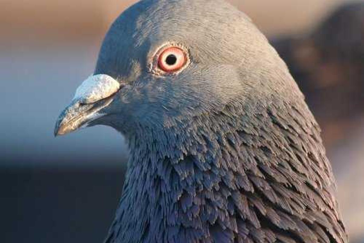 В России обычный голубь убил 3-х человек В России обычный голубь убил 3-х человек