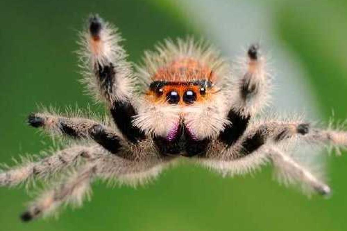 Учёные озвучили новый способ борьбы с фобиями