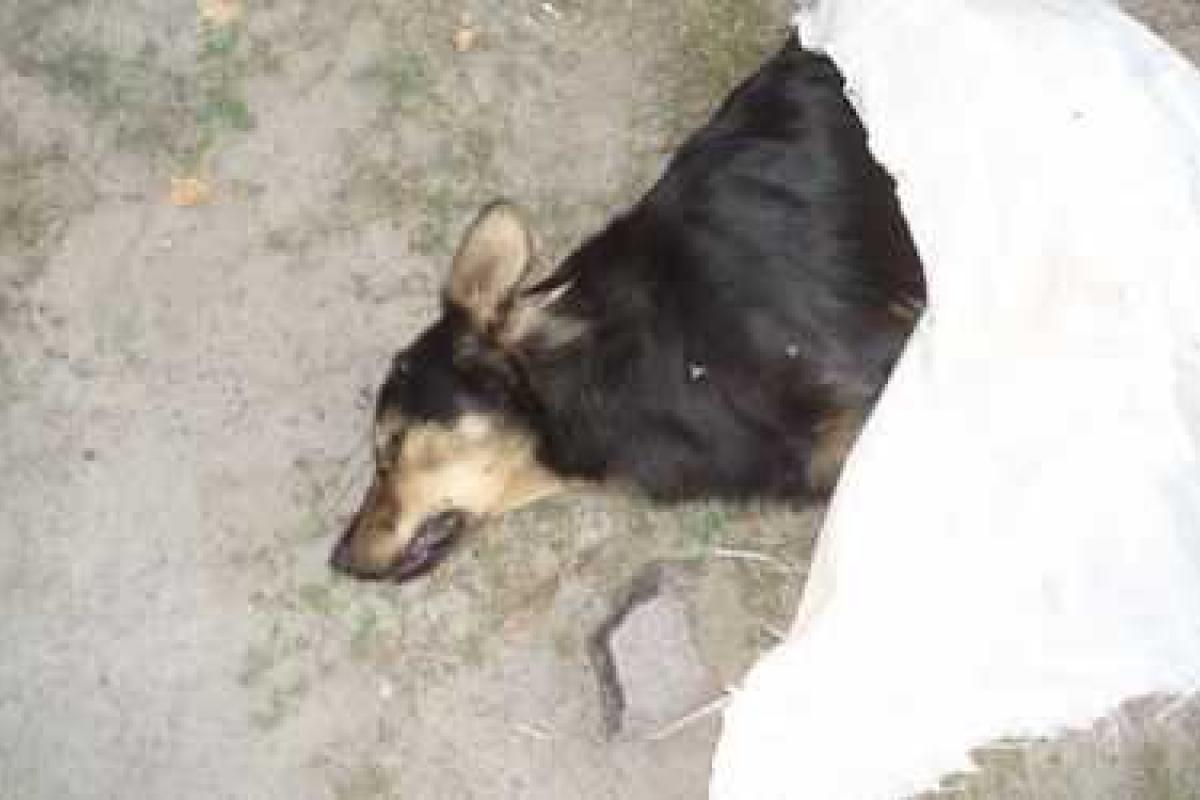 Мертвые собаки возле киосков в Киеве: в полиции заявили, что одна из них застрелена, остальные – отравлены Мертвые собаки возле киосков в Киеве: в полиции заявили, что одна из них застрелена, остальные – отравлены