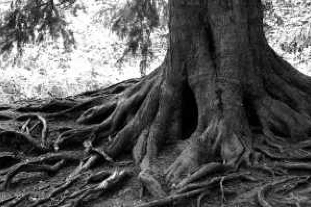 Ученые шокировали заявлением о наличии интеллекта у деревьев
