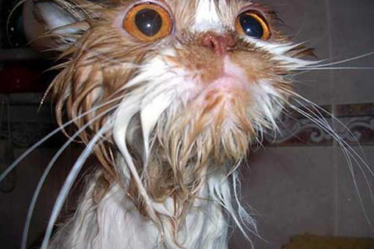 Животные до и после душа: на это стоит посмотреть