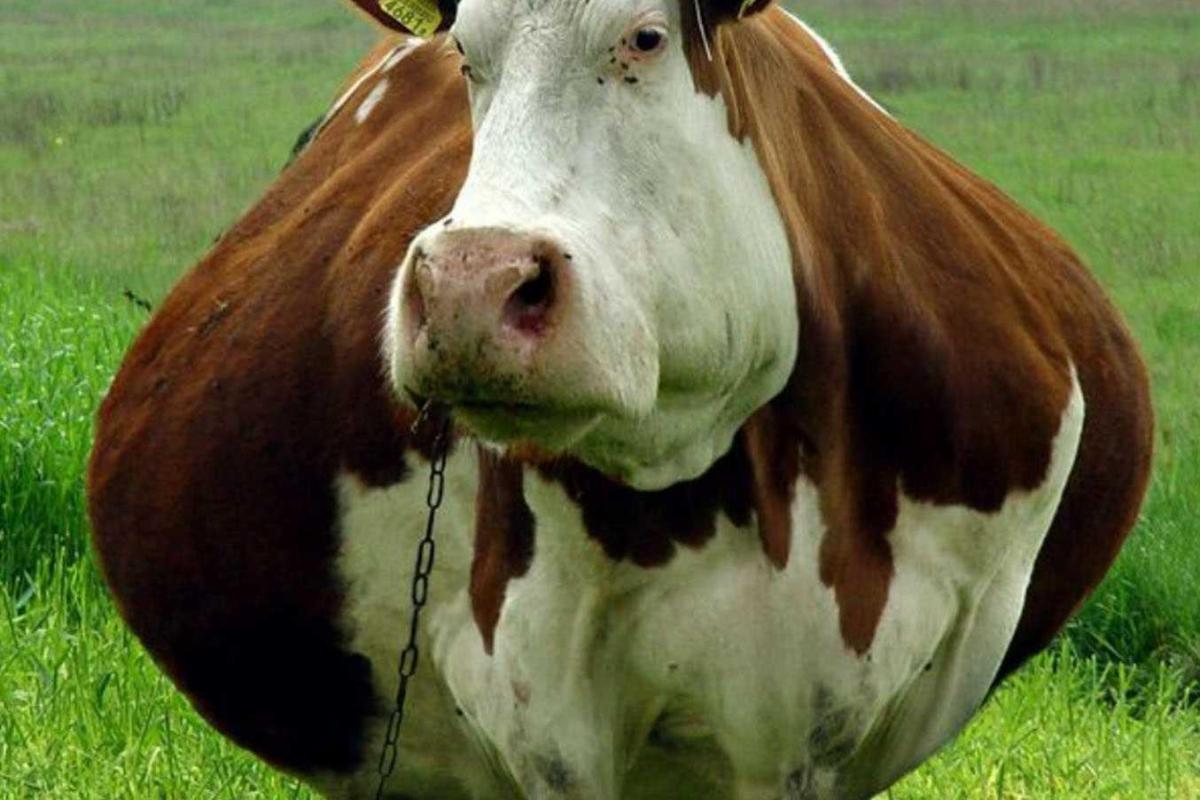 Интернет-пользователи смеются над сюжетом российского ТВ про Путина и забеременевшую телочку Интернет-пользователи смеются над сюжетом российского ТВ про Путина и забеременевшую телочку