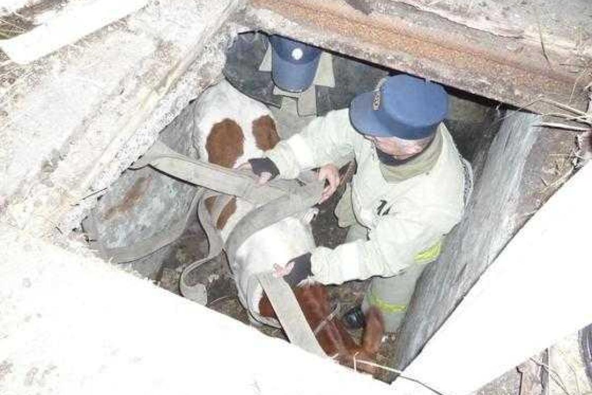 Новости из "ЛНР": "сенсационный" фоторепортаж по спасению козы и коровы, которые провалились в погреб Новости из "ЛНР": "сенсационный" фоторепортаж по спасению козы и коровы, которые провалились в погреб