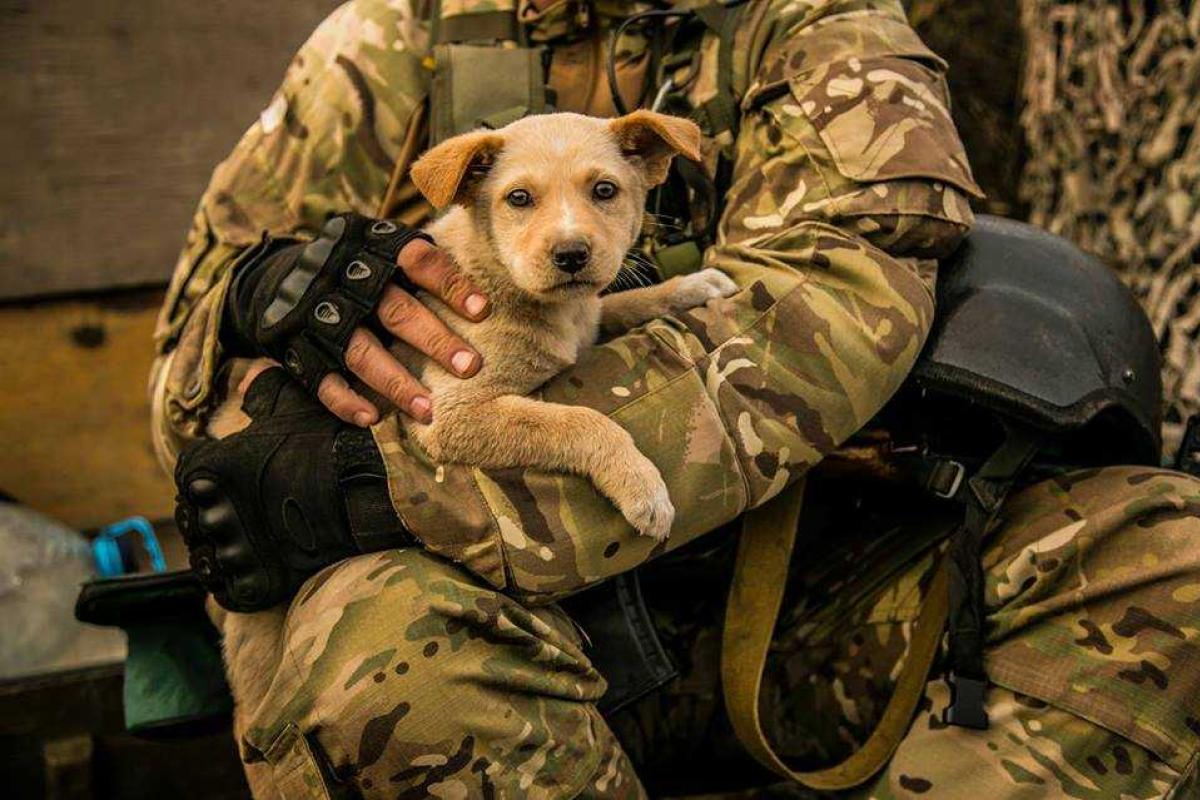 Животных на передовой сотни, тысячи. Они несут службу и героически гибнут