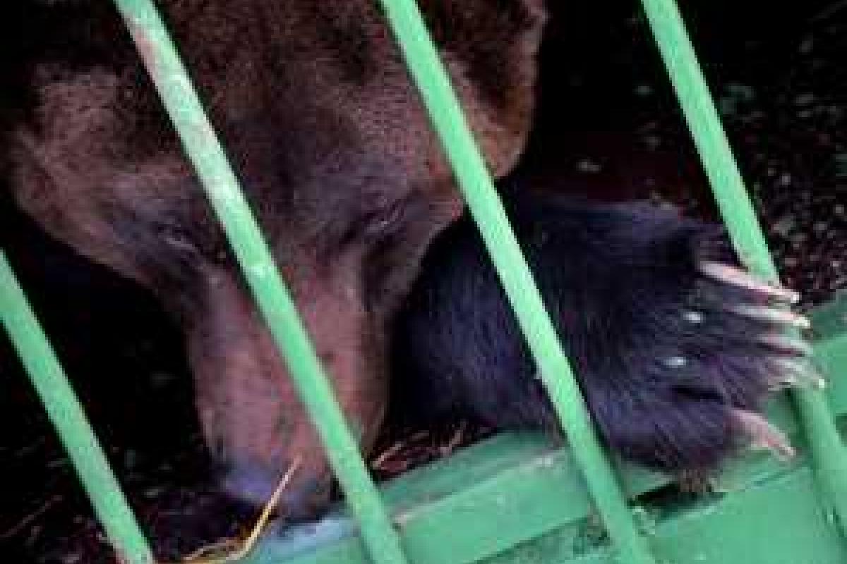 В России произошел шокирующий инцидент: пьяная женщина лишилась руки, когда пыталась накормить медведя В России произошел шокирующий инцидент: пьяная женщина лишилась руки, когда пыталась накормить медведя