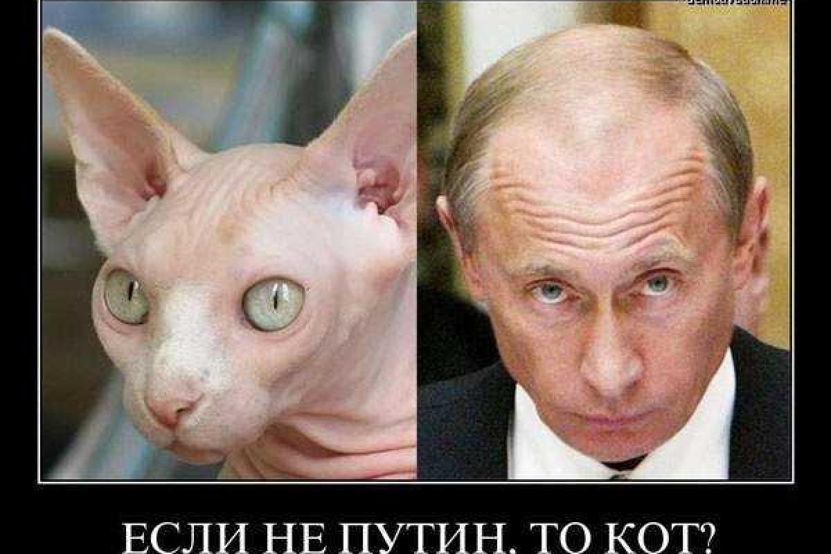 "Кот или Путин?" - террорист Стрелков решил провести странный опрос "Кот или Путин?" - террорист Стрелков решил провести странный опрос