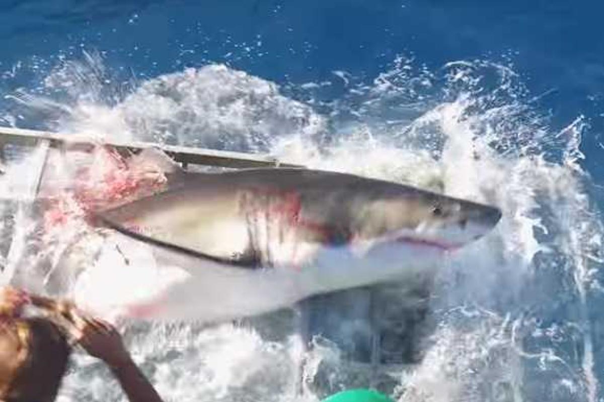 Акула пробилась в клетку к дайверу: шокирующее видео выложили в сеть Акула пробилась в клетку к дайверу: шокирующее видео выложили в сеть