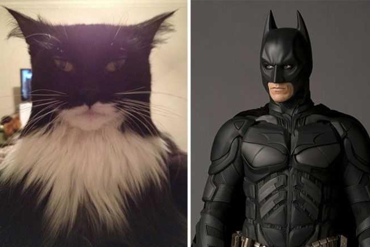 Забавные коты, похожие на известных людей и персонажей