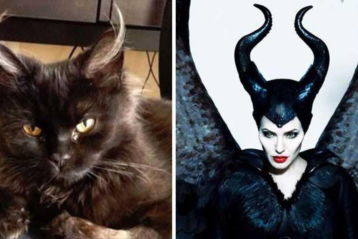 Забавные коты, которые выглядят как знаменитости