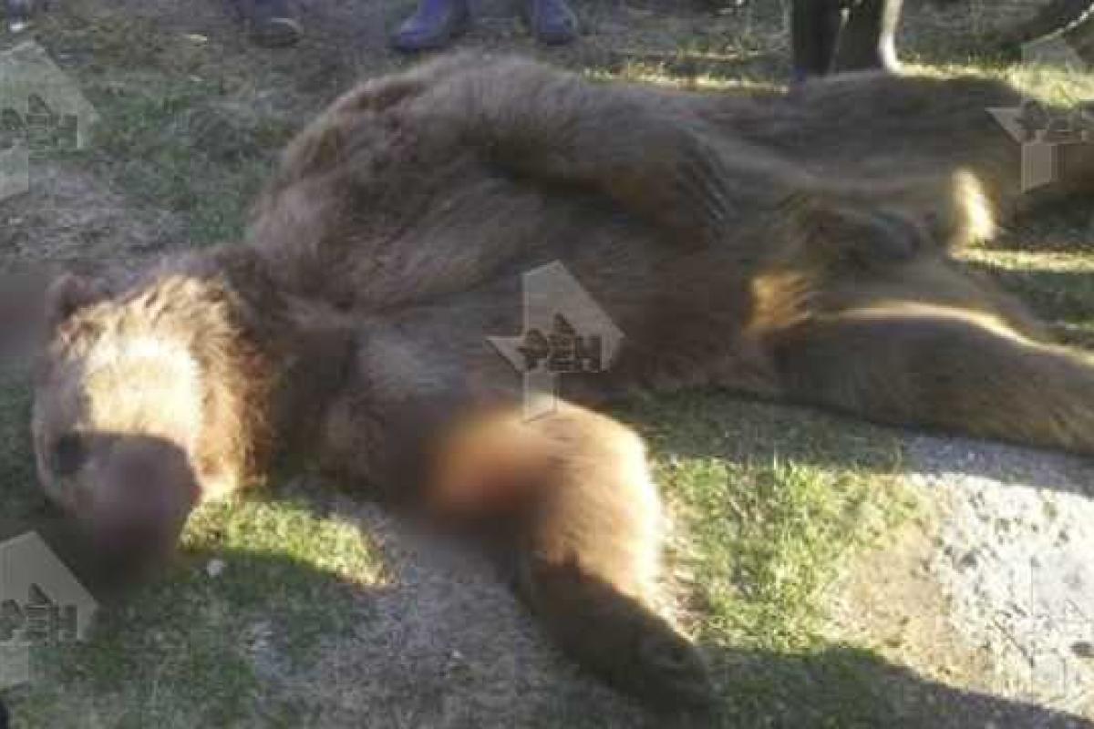 Ужасная смерть: медведь растерзал двух грибников в Бурятии Ужасная смерть: медведь растерзал двух грибников в Бурятии