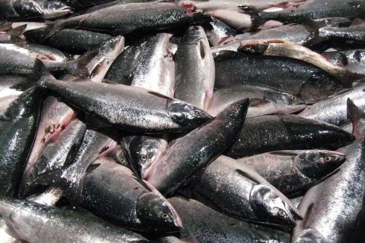 Российские рыбаки вспомнили все ругательства, когда перед ними всплыла атомная подводная лодка Российские рыбаки вспомнили все ругательства, когда перед ними всплыла атомная подводная лодка