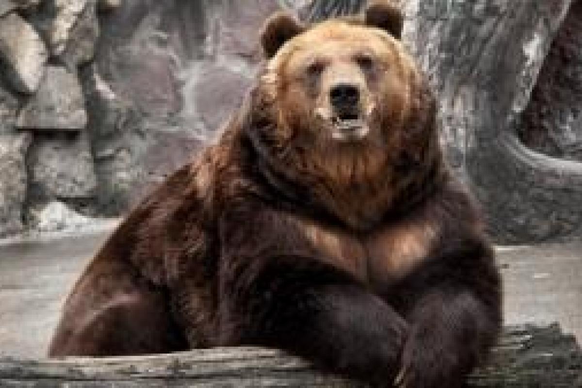В Днепре произошла страшная трагедия: медведь откусил руку 5-летнему ребенку в зоопарке В Днепре произошла страшная трагедия: медведь откусил руку 5-летнему ребенку в зоопарке