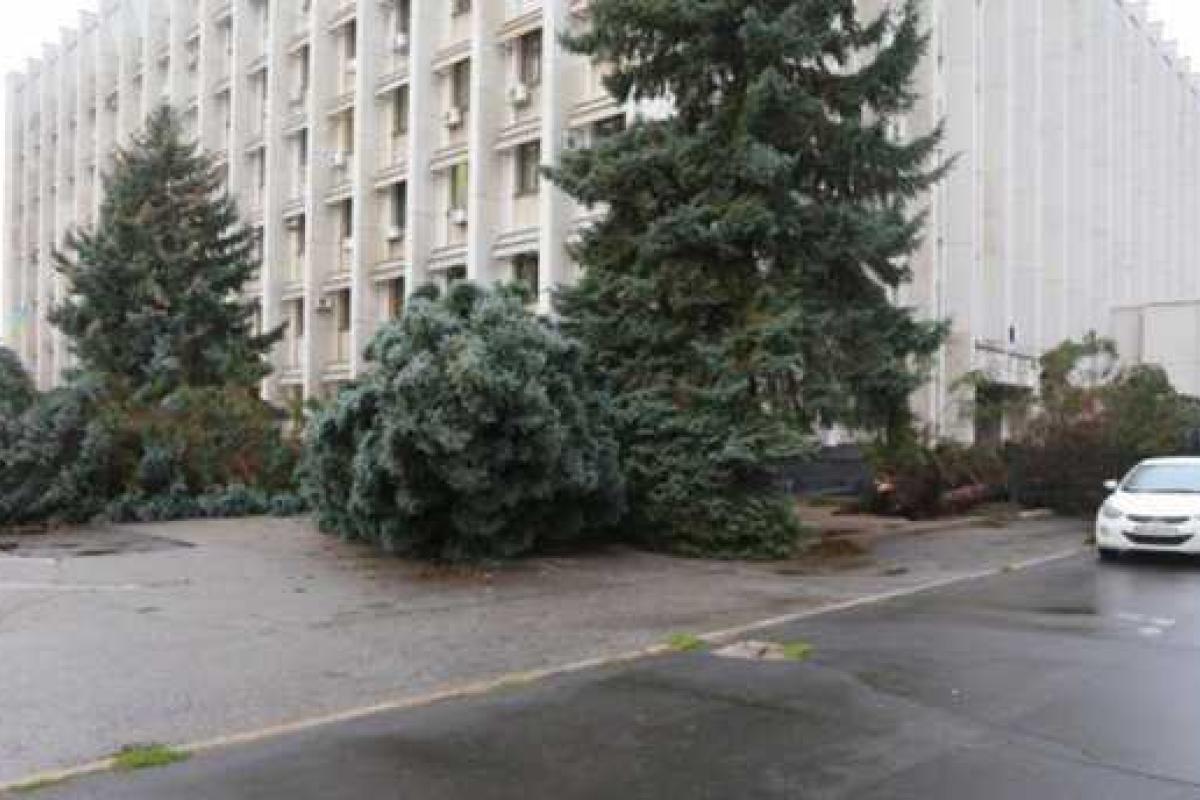 Возле Одесской ОГА во время шторма упали большие елки Возле Одесской ОГА во время шторма упали большие елки