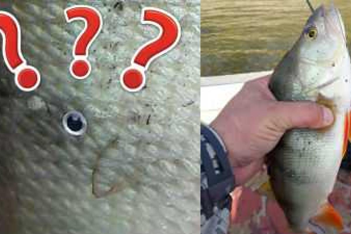 Российский рыбак выловил рыбу с тремя глазами Российский рыбак выловил рыбу с тремя глазами