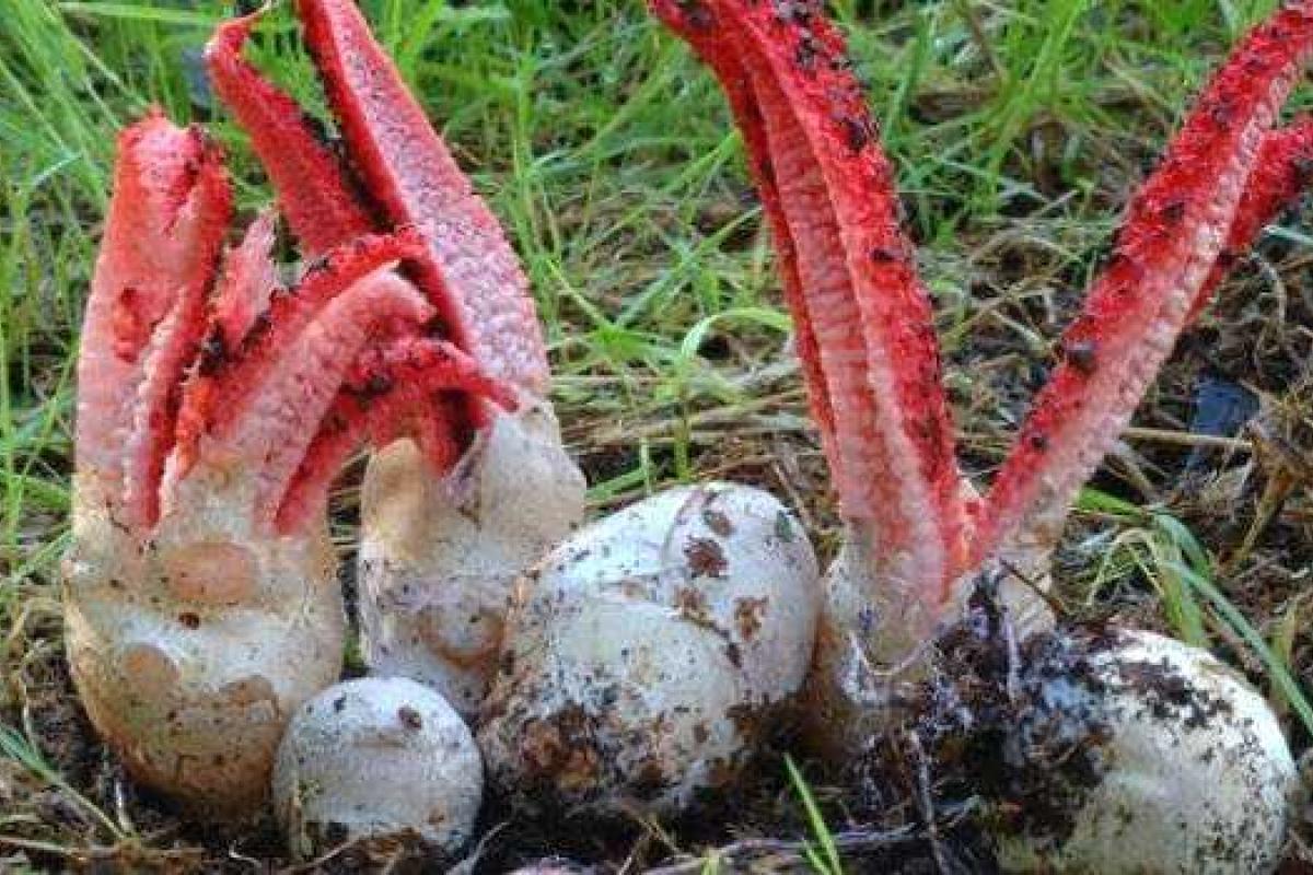 Возле Ужгорода найдены «пальцы дьявола»: опубликовано фото