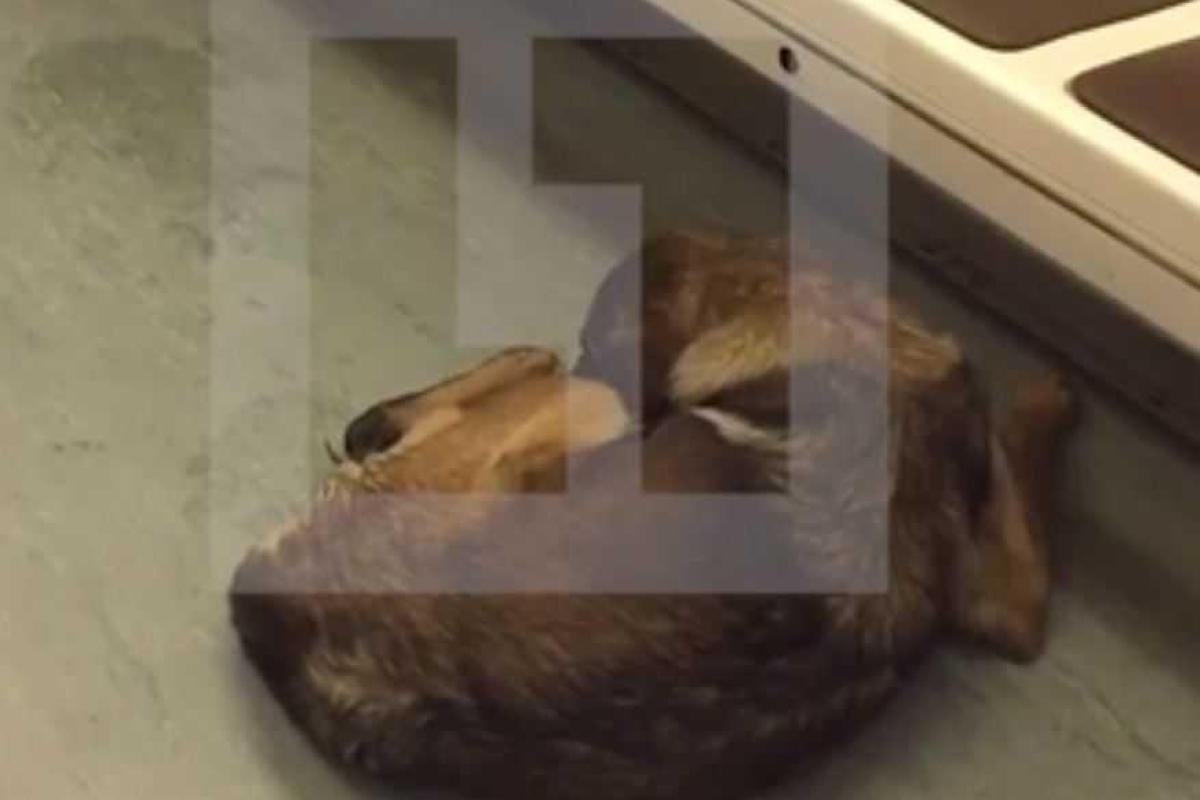 В Москве пассажирам пришлось покинуть вагон метро из-за рожающей собаки В Москве пассажирам пришлось покинуть вагон метро из-за рожающей собаки