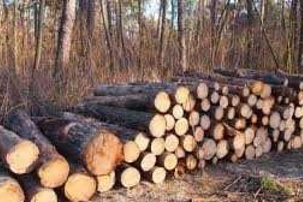 В Закарпатье произошло жуткое ДТП: грузовик с крадеными деревьями перевернулся и заживо похоронил двух контрабандистов В Закарпатье произошло жуткое ДТП: грузовик с крадеными деревьями перевернулся и заживо похоронил двух контрабандистов