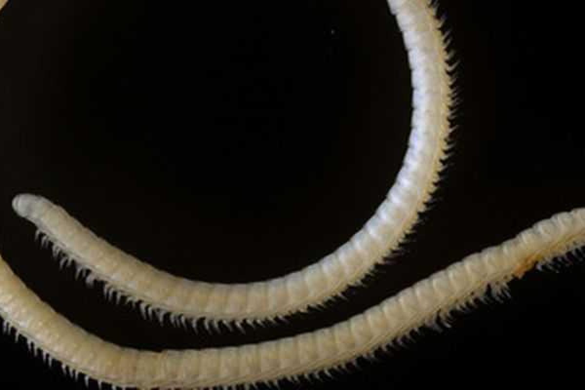 В парке США нашли уникальную многоножку с ядовитыми щупальцами В парке США нашли уникальную многоножку с ядовитыми щупальцами