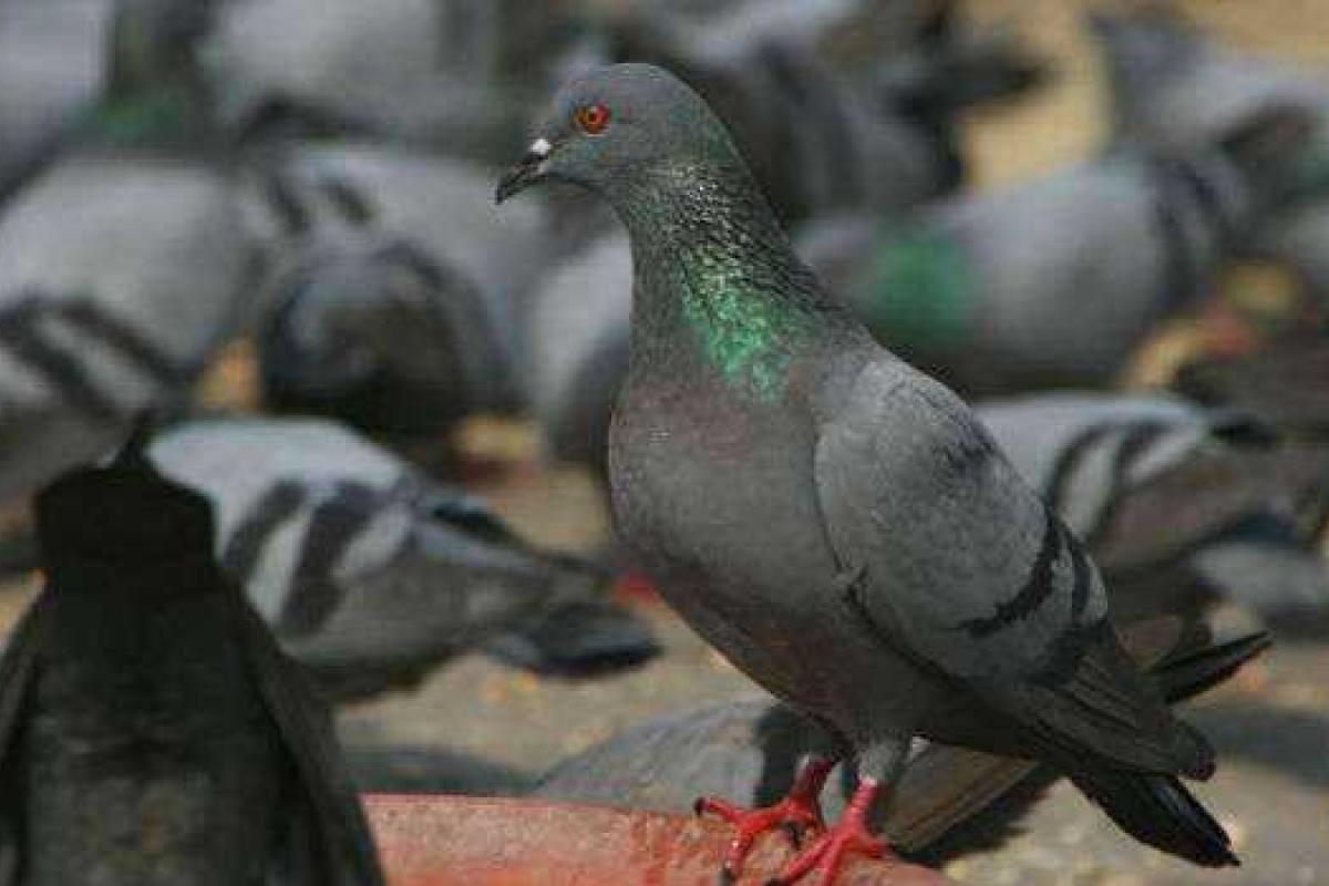 Индийскому премьеру голубь принес послание "о войне" Индийскому премьеру голубь принес послание "о войне"