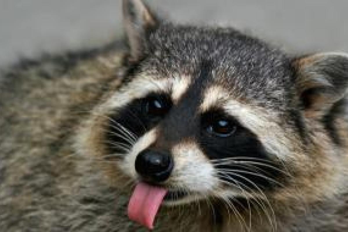 Упитанный енот, застрявший в танке, стал звездой Сети