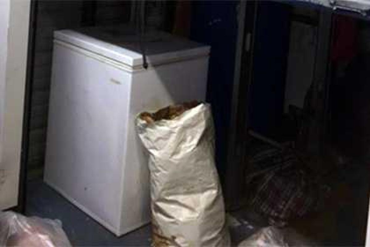 Американец нашел в морозильнике 40 мертвых кошек Американец нашел в морозильнике 40 мертвых кошек
