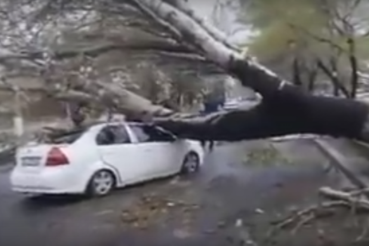 В Одессе произошел шокирующий инцидент: дерево упало прямо на проезжающий автомобиль В Одессе произошел шокирующий инцидент: дерево упало прямо на проезжающий автомобиль