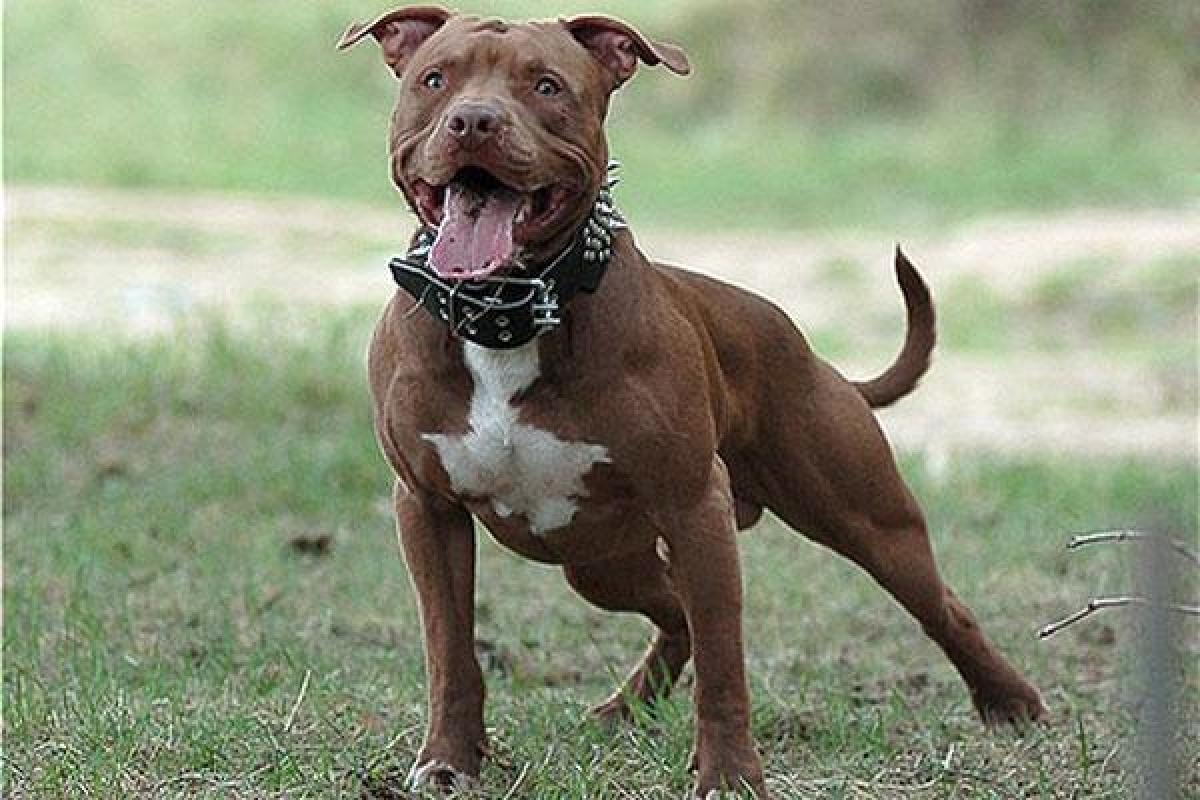 У США батьки довірили пітбулю догляд за немовлям У США батьки довірили пітбулю догляд за немовлям