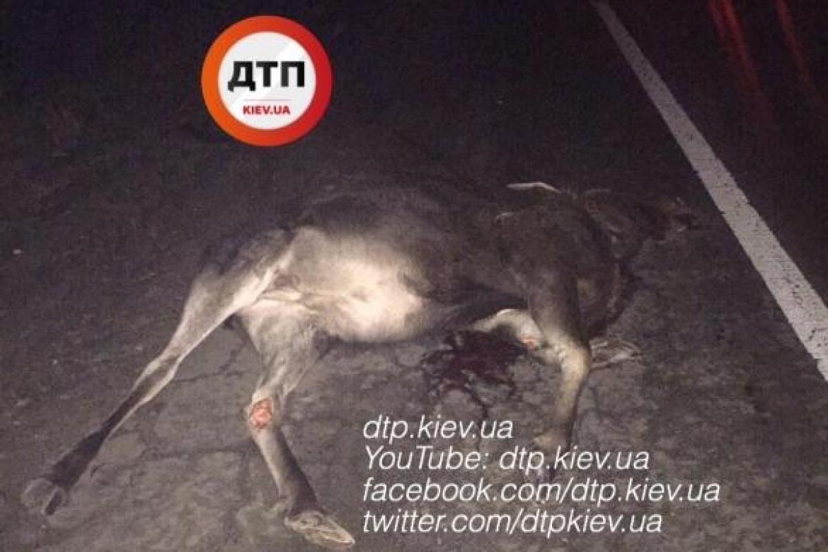 ДТП под Киевом: Шевроле сбил беременную лосиху, разбиты 2 машины ДТП под Киевом: Шевроле сбил беременную лосиху, разбиты 2 машины
