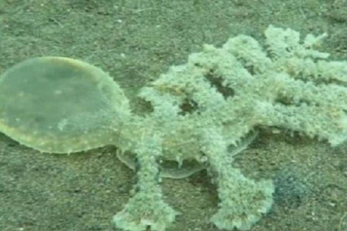 Возле острова Бали засняли странное существо с раздутой головой Возле острова Бали засняли странное существо с раздутой головой