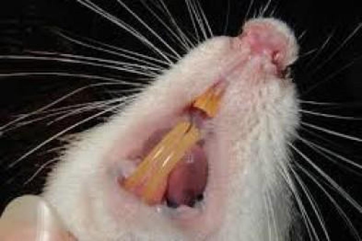 В торговом центре Одессы покупатели заметили крысу на полу В торговом центре Одессы покупатели заметили крысу на полу