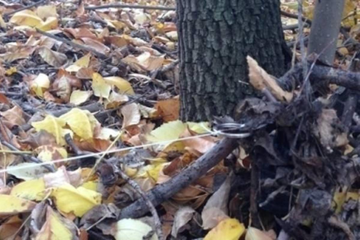 Житель Брянки потерял ногу, подорвавшись на мине