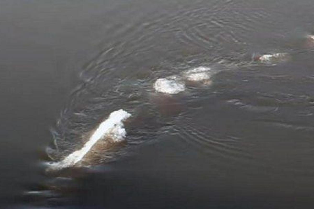 Ученый из США снял видео о гигантском 5-метровом монстре Ученый из США снял видео о гигантском 5-метровом монстре