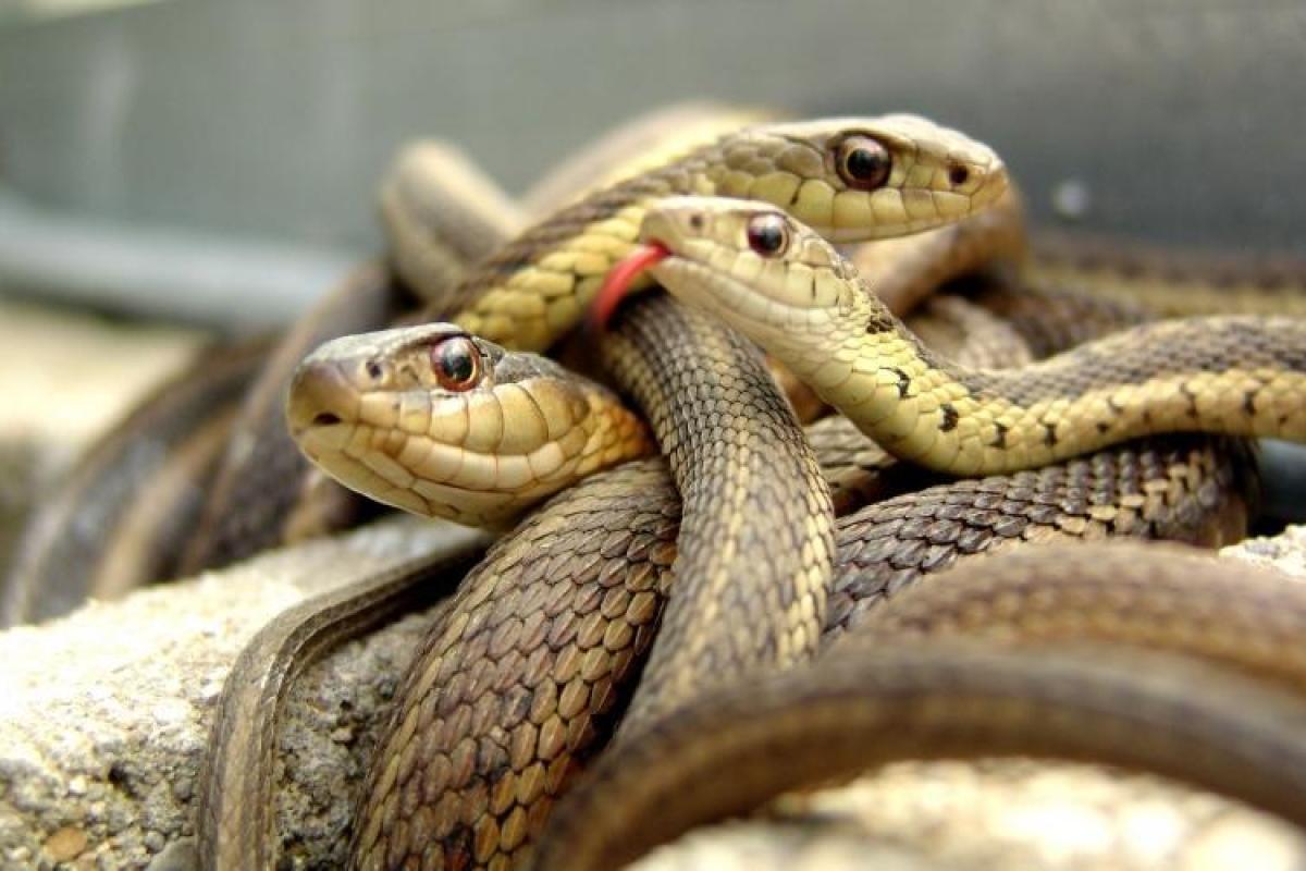 Ученые доказали уникальную способность человека