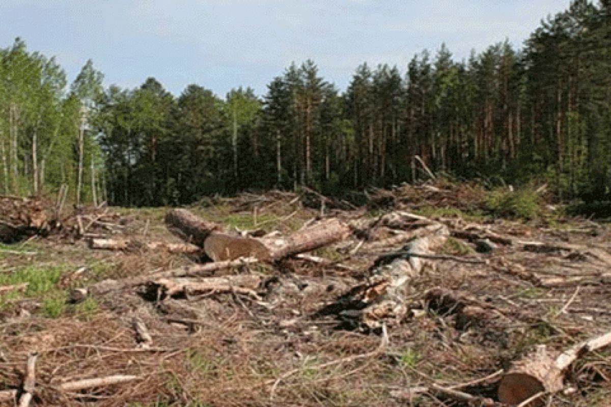 На Закарпатті перевіряють законність вирубування дерев